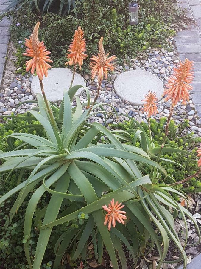 Aloe @ The Sea Lägenhet Mossel Bay Exteriör bild