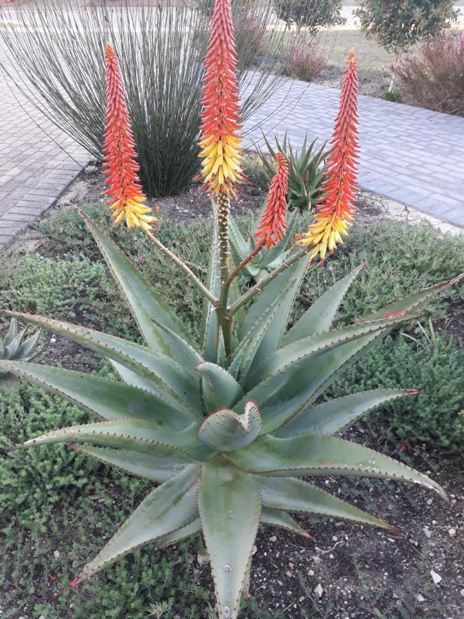 Aloe @ The Sea Lägenhet Mossel Bay Exteriör bild